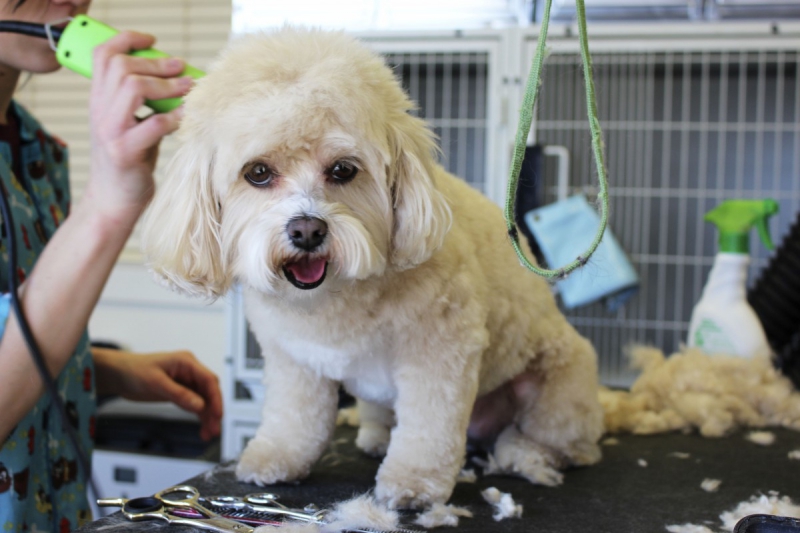 toiletteur-HYERES-min_white_dog_grooming_pet_pet_grooming_salon_groomer_fur-678977